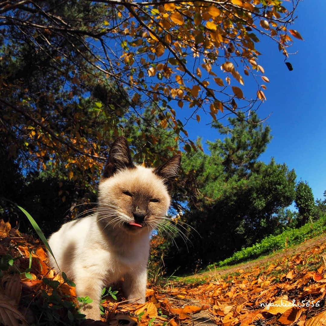 路地裏のにゃん吉さんのインスタグラム写真 - (路地裏のにゃん吉Instagram)「Autumn color 秋色たぬぽん  生き抜け野良猫 たぬぽん #動物虐待は即通報 #แมว #igersjp#ねこ#猫#planet_of_the_cats_#ねこ部#ふわもこ部#kittens_of_world #にゃんすたぐらむ#みんねこ #cats#ファインダー越しの私の世界 #catsofinstagram#catstocker#gatto#catloversclub#ペコねこ部#ピクネコ #東京カメラ部#icu_japan#team_jp_秋色2019 #고양이#nekoclub #catstagram#japan_photo_now #bestcatclub #ファインダーは私のキャンパス×」11月23日 20時48分 - nyankichi5656