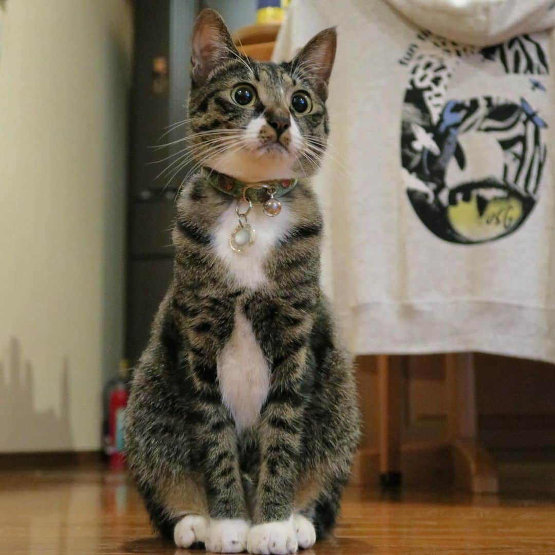 takegaeruのインスタグラム：「白手袋、白靴下 揃えてます😽 #猫 #cat #よもねこ #よもぎねこ #キジトラ #きじとら」
