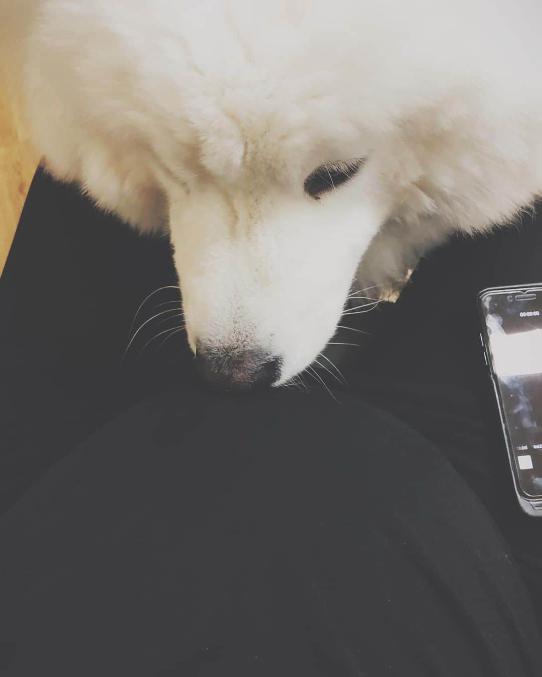 アリゼさんのインスタグラム写真 - (アリゼInstagram)「@jonsnow_lyonnet s’impatiente 🧸. . #samoyed #pregnant #comingsoon」11月23日 20時59分 - alizeeofficiel