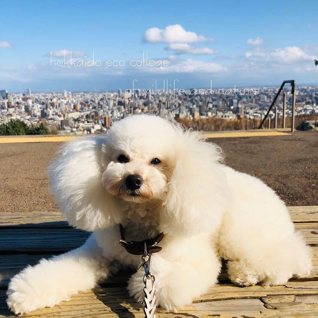 hokkaidoecoさんのインスタグラム写真 - (hokkaidoecoInstagram)「ある日のお散歩🐾  #北海道エコ #動物 #専門学校 #トイプードル #ゆきお #のだ #野田 #雪男 #ふわもこ部 #いぬすたぐらむ #お散歩 #少し風が強め #ふわふわ #ゆっちゃん #かわゆい」11月23日 21時00分 - hokkaidoeco