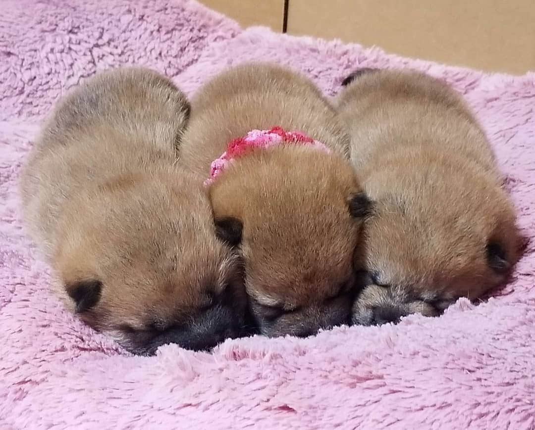 柴犬たま Shibainu Tamaのインスタグラム