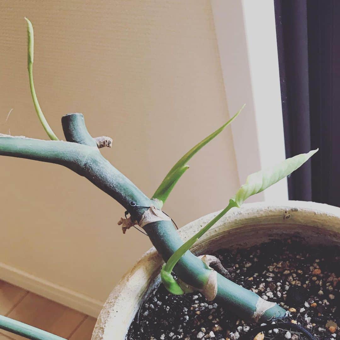 Yuka Maeda ::manicurelistのインスタグラム：「こんなに！！！これは21日の写真🤳 今日は下の子が開いてました🥺🌱🥰 きゃわわわわ🥰  #観葉植物初心者 #観葉植物のある暮らし #観葉植物インテリア #グリーンのある暮らし #観葉植物発芽 #発芽 #モンステラ新芽 #モンステラ成長記録 #モンステラ」