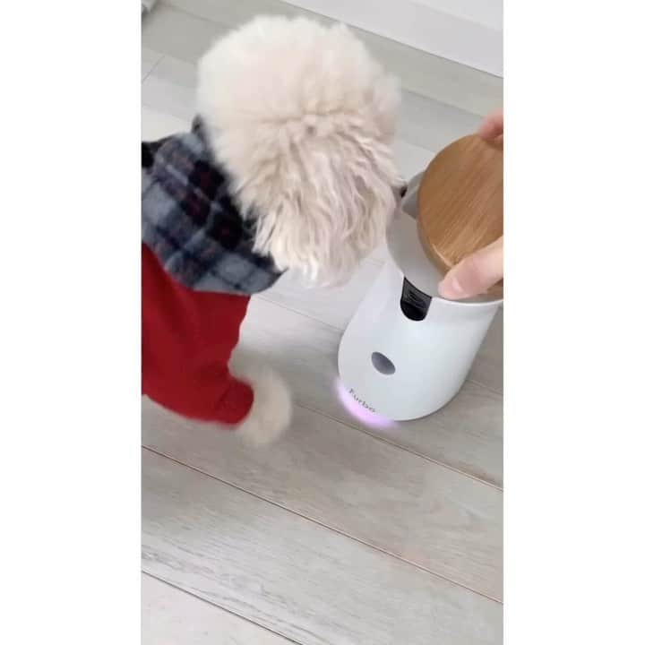 mizuのインスタグラム：「•ᴥ• 食いしん坊ろちこ☺︎ ファーボをつけて準備してる時はもちろんのこと、家に着いてカメラから”ろっちゃん帰ったよー！”って話しかけると(3枚目)、おやつを期待してカメラの前できちんとお座り。 私が帰ってきてもおやつの方が気になるようで… 出先でもそんな姿が見れてうれしい☺︎ . . @furbo_japan  ビッグセール開催中!! 今だけFurboが9,500円OFF!! . 更にクーポンコード［micche］で1,000円引きになります。 詳しくはプロフィールのURLからご覧ください⁎* #ファーボ　#pr  #Furbo」