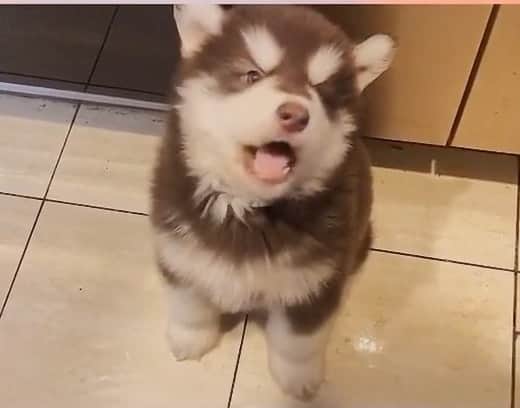 husky and malamuteのインスタグラム：「Happy birthday，little boy.😘😘 follow @alaskandaily （Twitter：alaskandaily）for more cute pic and video.😜 ……………………………………………………………… Each video was approved by the original author. But  don't have a Instagram account. We are first one post those video. So watermark credit @alaskandaily ……………………………………………………………… #alaskan#malamute#alaskanmalamute#alaskanhusky#malamutesofinstagram#puppylife#puppylove#puppydog#puppylover#dogdays#malamutepuppy#huskies#huskeypuppy#huskeiesreq#siberian#huskeiesofig#dogslife#dogsofnyc#cutedog#cutedogs#huskeypics#huskeylovers#huskygram#huskeylove#huskiesofinstagram#dogsofnyc#husky#狗」