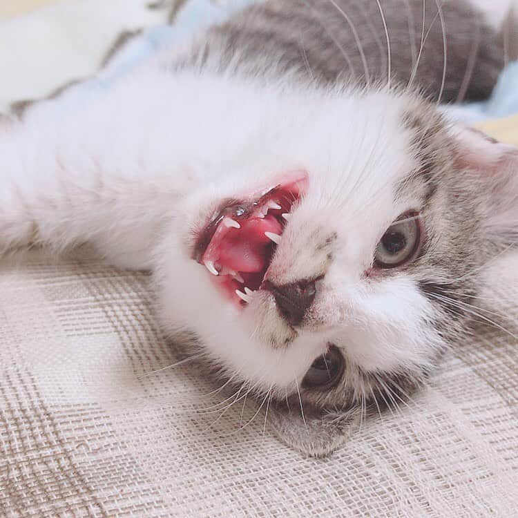 佐藤梨菜さんのインスタグラム写真 - (佐藤梨菜Instagram)「🐈………🐾 #猫  #可愛い #猫のいる暮らし #にゃんすたぐらむ #いいね #フォローミー  #냥스타그램 #좋아요 #좋아요환영 #팔로우미」11月23日 23時10分 - _ri7_s2