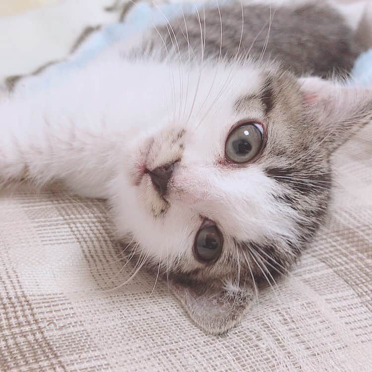 佐藤梨菜さんのインスタグラム写真 - (佐藤梨菜Instagram)「🐈………🐾 #猫  #可愛い #猫のいる暮らし #にゃんすたぐらむ #いいね #フォローミー  #냥스타그램 #좋아요 #좋아요환영 #팔로우미」11月23日 23時10分 - _ri7_s2