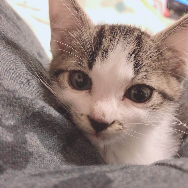 佐藤梨菜さんのインスタグラム写真 - (佐藤梨菜Instagram)「🐈………🐾 #猫  #可愛い #猫のいる暮らし #にゃんすたぐらむ #いいね #フォローミー  #냥스타그램 #좋아요 #좋아요환영 #팔로우미」11月23日 23時10分 - _ri7_s2
