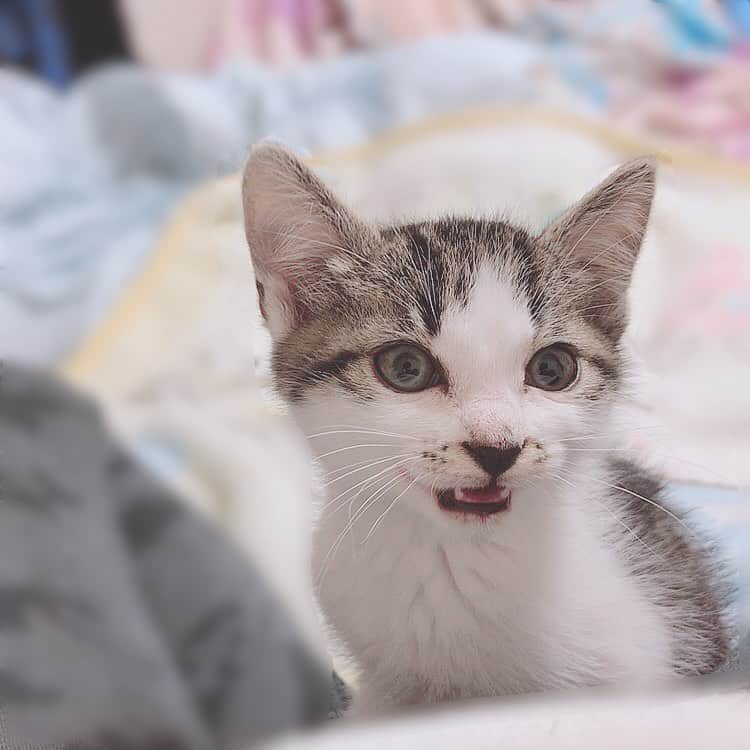 佐藤梨菜さんのインスタグラム写真 - (佐藤梨菜Instagram)「🐈………🐾 #猫  #可愛い #猫のいる暮らし #にゃんすたぐらむ #いいね #フォローミー  #냥스타그램 #좋아요 #좋아요환영 #팔로우미」11月23日 23時10分 - _ri7_s2
