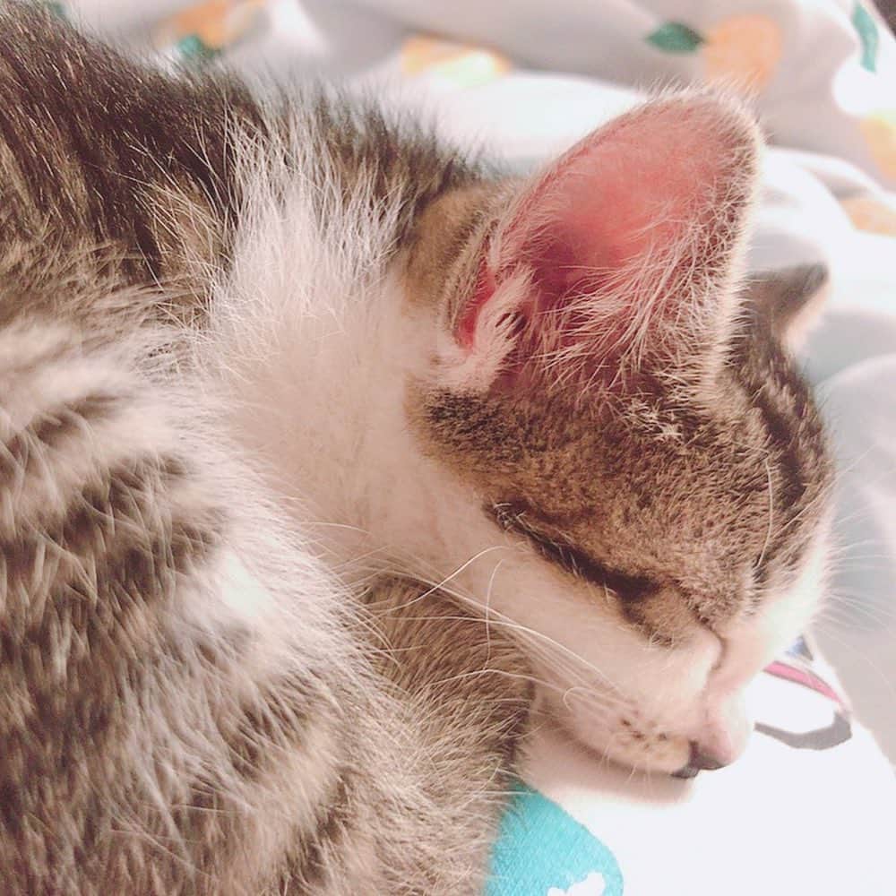 佐藤梨菜さんのインスタグラム写真 - (佐藤梨菜Instagram)「🐈………🐾 #猫  #可愛い #猫のいる暮らし #にゃんすたぐらむ #いいね #フォローミー  #냥스타그램 #좋아요 #좋아요환영 #팔로우미」11月23日 23時10分 - _ri7_s2