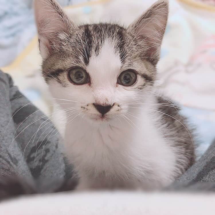 佐藤梨菜さんのインスタグラム写真 - (佐藤梨菜Instagram)「🐈………🐾 #猫  #可愛い #猫のいる暮らし #にゃんすたぐらむ #いいね #フォローミー  #냥스타그램 #좋아요 #좋아요환영 #팔로우미」11月23日 23時10分 - _ri7_s2