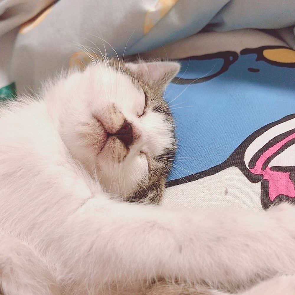佐藤梨菜さんのインスタグラム写真 - (佐藤梨菜Instagram)「🐈………🐾 #猫  #可愛い #猫のいる暮らし #にゃんすたぐらむ #いいね #フォローミー  #냥스타그램 #좋아요 #좋아요환영 #팔로우미」11月23日 23時10分 - _ri7_s2