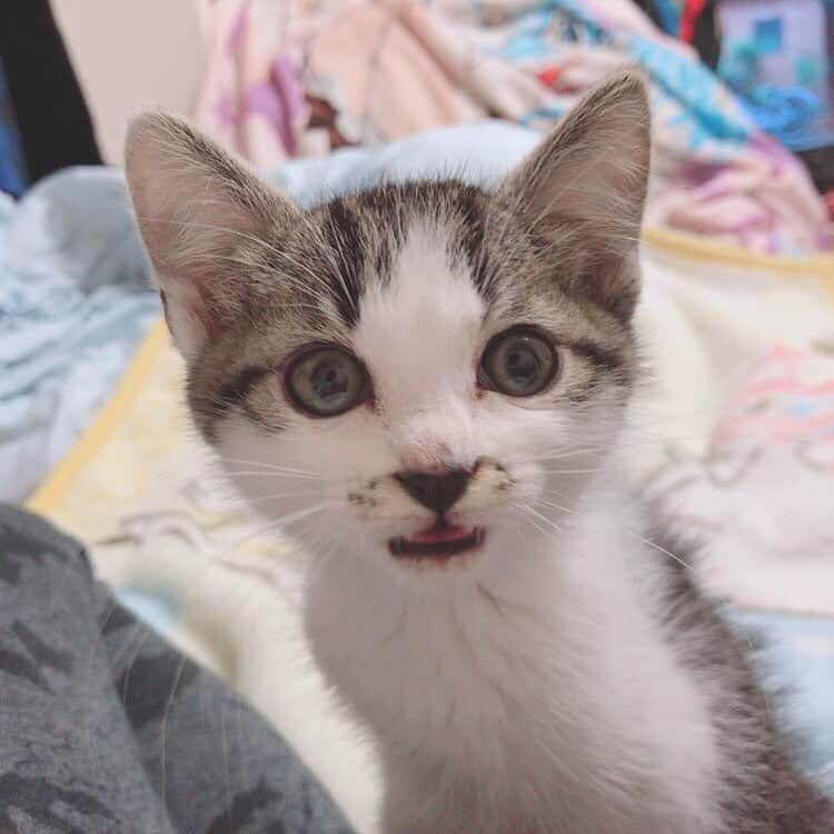 佐藤梨菜さんのインスタグラム写真 - (佐藤梨菜Instagram)「🐈………🐾 #猫  #可愛い #猫のいる暮らし #にゃんすたぐらむ #いいね #フォローミー  #냥스타그램 #좋아요 #좋아요환영 #팔로우미」11月23日 23時10分 - _ri7_s2
