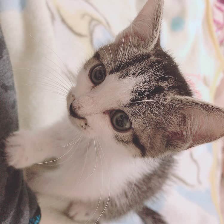 佐藤梨菜さんのインスタグラム写真 - (佐藤梨菜Instagram)「🐈………🐾 #猫  #可愛い #猫のいる暮らし #にゃんすたぐらむ #いいね #フォローミー  #냥스타그램 #좋아요 #좋아요환영 #팔로우미」11月23日 23時10分 - _ri7_s2