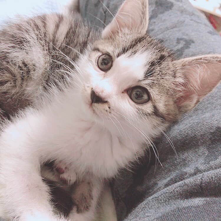 佐藤梨菜のインスタグラム：「🐈………🐾 #猫  #可愛い #猫のいる暮らし #にゃんすたぐらむ #いいね #フォローミー  #냥스타그램 #좋아요 #좋아요환영 #팔로우미」