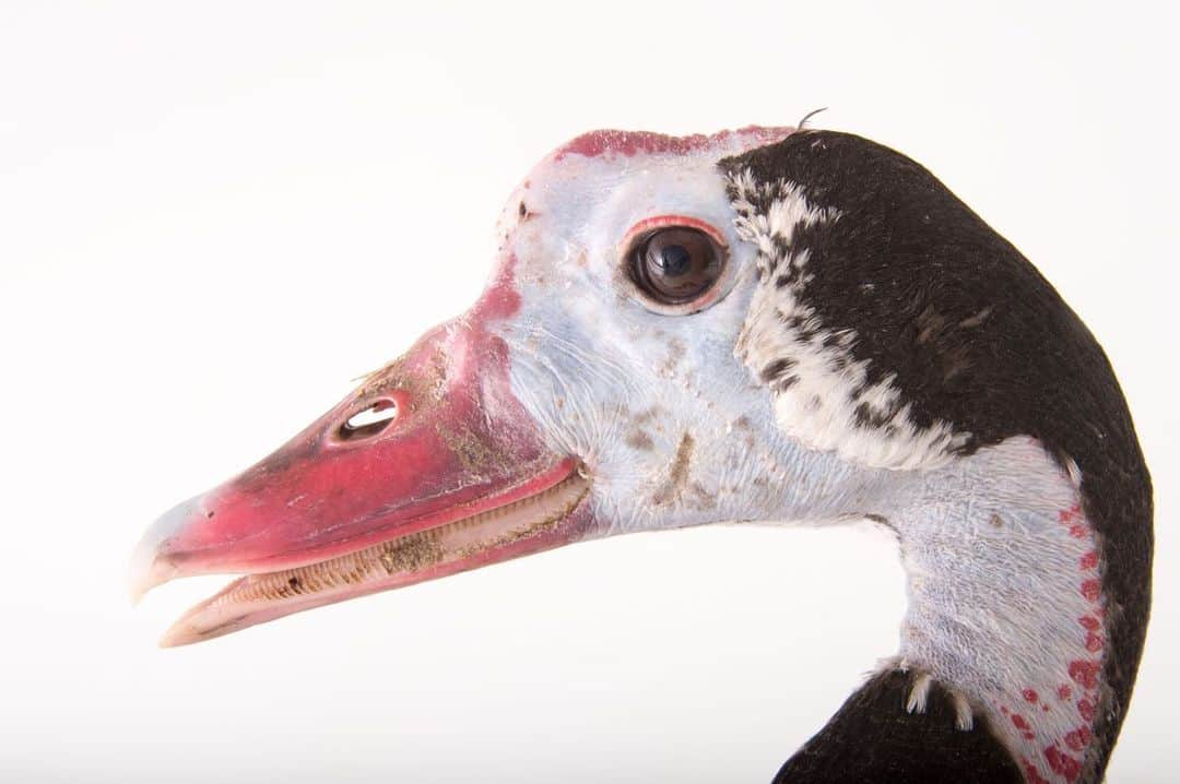 Joel Sartoreさんのインスタグラム写真 - (Joel SartoreInstagram)「Found throughout a number of countries in Africa, the northern spur-winged goose gets its name from a single sharp spike along each wing edge, which is a good deterrent when threatened by predators. It is partially migratory, travelling seasonally in search of dependable water sources. This species is never too far from a body of water, preferring wetland areas with nearby grasslands that provide food and shelter. During the winter, the geese will rest during the day perched in a tree, venturing to the ground to feed early in the morning and at night. Its diet consists predominantly of plant matter such as the seeds of grasses, aquatic plants, agricultural grain, and fruit, though the spur-winged goose has also been known to take small fish or insects on occasion. Similar to other species of geese species, this bird is threatened by uncontrolled hunting. Photo taken @sylvanheights_birdpark. #spurwingedgoose #colorful #redwhiteandblue #goose #waterfowl #PhotoArk #savetogether」11月23日 23時39分 - joelsartore