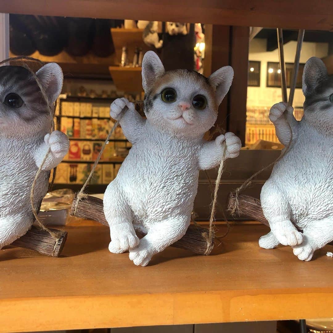 小泉エリのインスタグラム：「癒される猫ちゃんの脚🐾🐾」