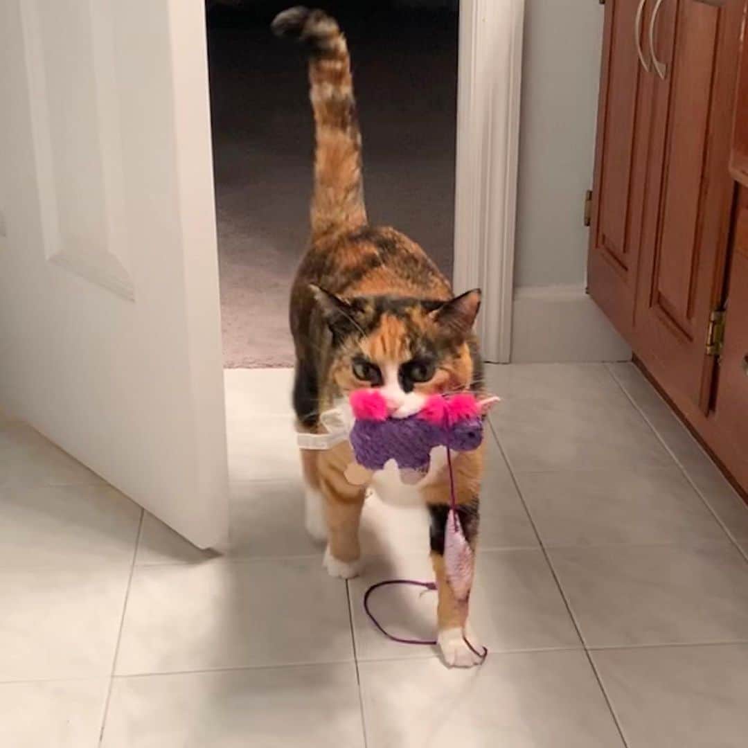 のインスタグラム：「It’s caturday! Does anyone want to pawty? I brought my friend 🦄」