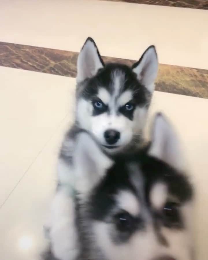 husky and malamuteのインスタグラム：「Ordinary day.😘😘😝😝🐾 follow @alaskandaily （Twitter：alaskandaily）for more cute pic and video.😜 ……………………………………………………………… Each video was approved by the original author. But  don't have a Instagram account. We are first one post those video. So watermark credit @alaskandaily ……………………………………………………………… #alaskan#malamute#alaskanmalamute#alaskanhusky#malamutesofinstagram#puppylife#puppylove#puppydog#puppylover#dogdays#malamutepuppy#huskies#huskeypuppy#huskeiesreq#siberian#huskeiesofig#dogslife#dogsofnyc#cutedog#cutedogs#huskeypics#huskeylovers#huskygram#huskeylove#huskiesofinstagram#dogsofnyc#husky#狗」