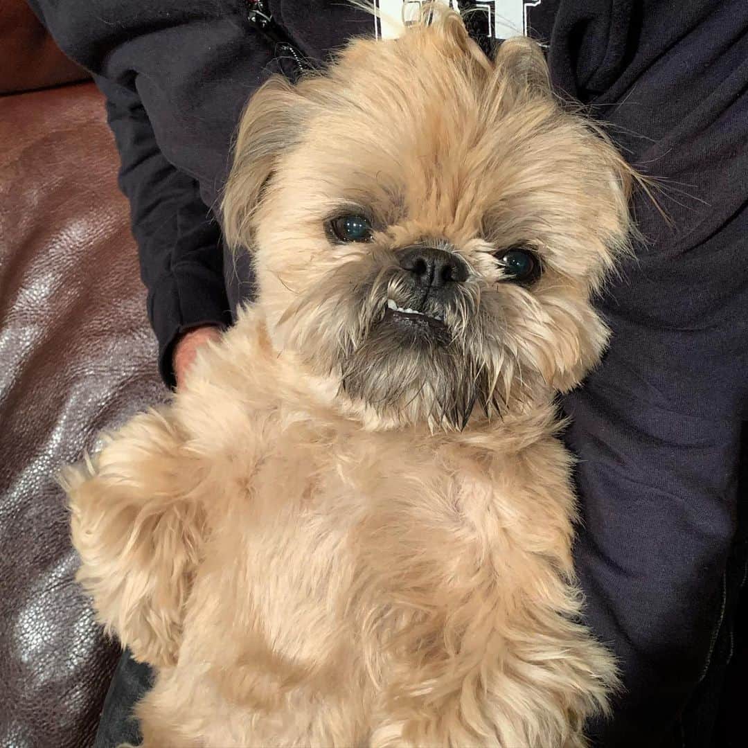 Dougie the Shih Tzuさんのインスタグラム写真 - (Dougie the Shih TzuInstagram)「Ewok or Chewbacca? Place your important vote in the comments.」11月24日 1時43分 - dailydougie