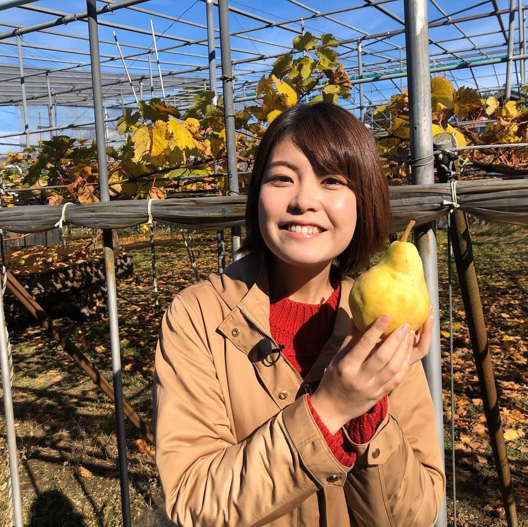岩間瞳さんのインスタグラム写真 - (岩間瞳Instagram)「【出演します！】 . このあとの時間、#新潟一番サンデープラス に出演します✨ 今日は#三条市 の#ルレクチェ の果樹園から！  TeNY、このあと11時40分から ぜひご覧ください💓」11月24日 11時42分 - iwama1313