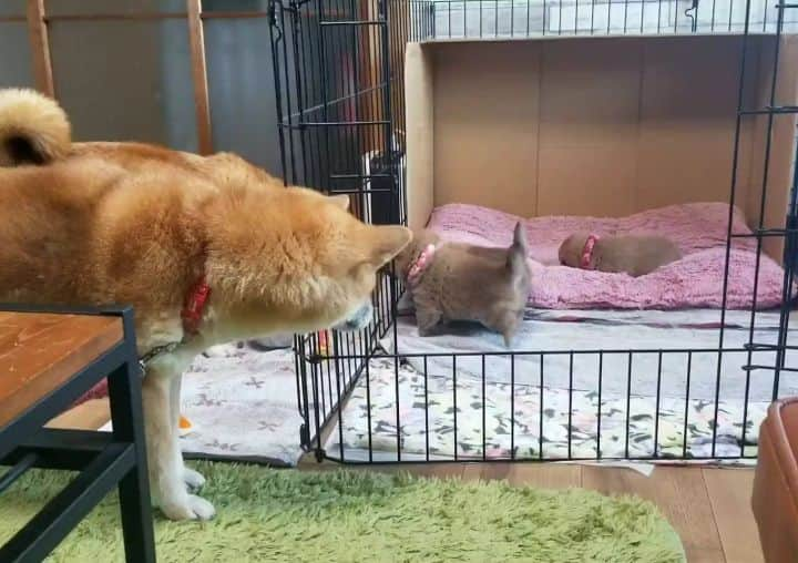 柴犬たま Shibainu Tamaのインスタグラム