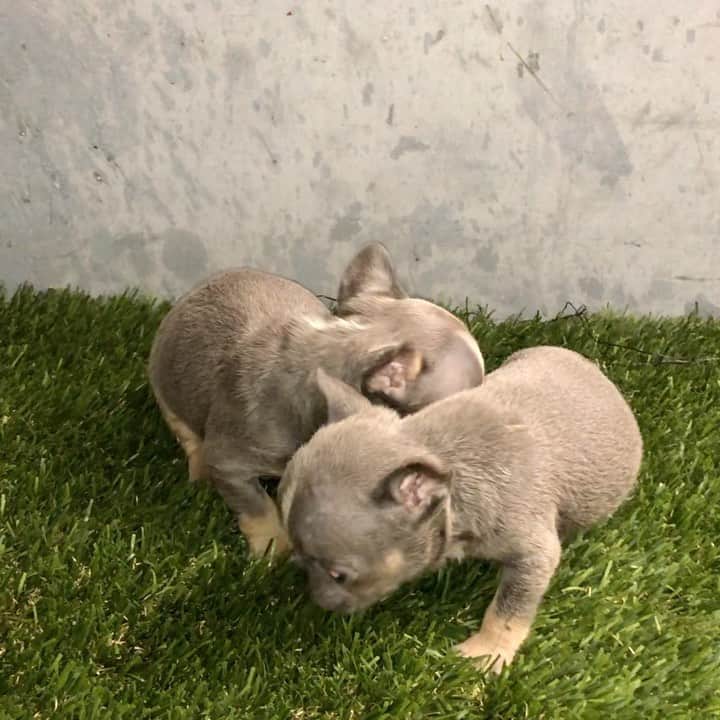 Oprahnbooのインスタグラム：「#frenchies #males #dogsofinstagram #dogsortheworld #tag #share」