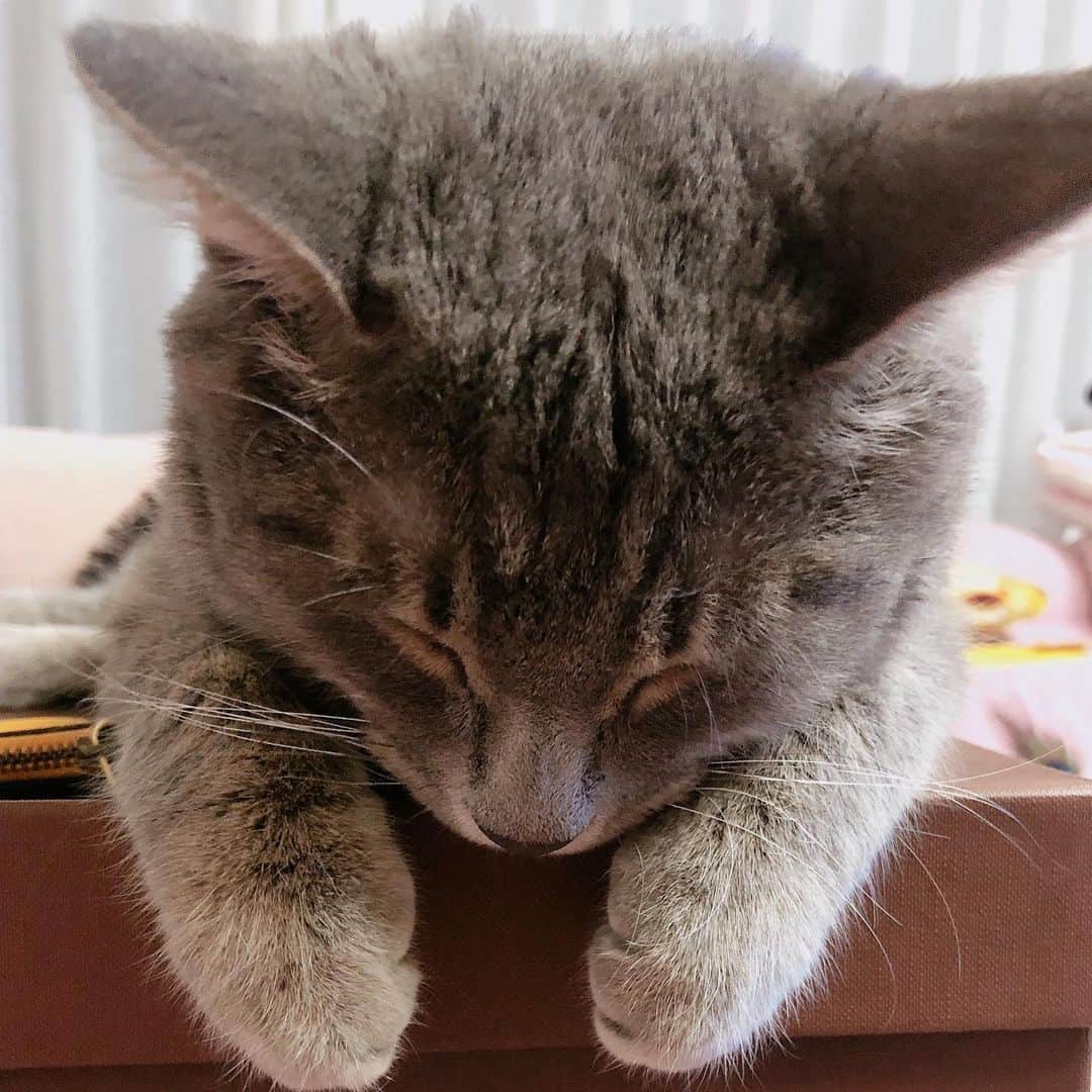 サニー のインスタグラム：「오구 #후추」