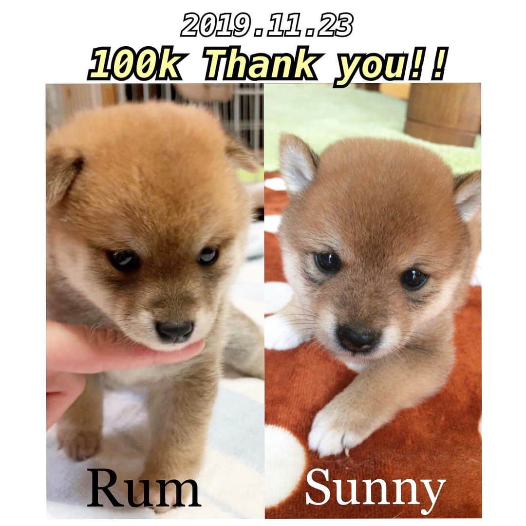 豆柴 サニーちゃんのインスタグラム