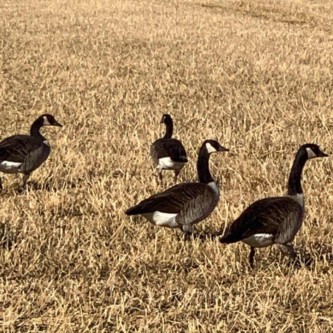 クリスティン・デイヴィスさんのインスタグラム写真 - (クリスティン・デイヴィスInstagram)「This is not the most exciting thing happing on set today . But i was excited to see A LOT of geese today. Tho it does seem odd in New Mexico , but what do I know? Maybe it’s totally normal ....」11月24日 5時52分 - iamkristindavis