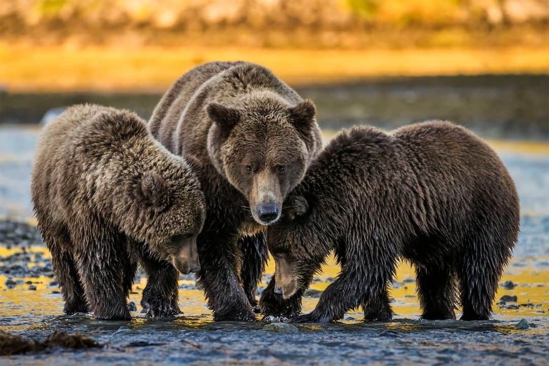 National Geographic Travelさんのインスタグラム写真 - (National Geographic TravelInstagram)「Photo by @PaulNicklen | Alaska's Katmai National Park and Preserve is one of the world's last pristine wild places. Bears of all different shapes and sizes relax and feast in the shadows of the mountains. They were completely at ease with the presence of our @SeaLegacy team, and we were incredibly fortunate to share this space with them.  This national park is located near the intended site of Pebble Mine, a proposed copper mine that, if constructed, would jeopardize 3,500 acres of wetlands and 80 miles of salmon streams. Pebble Mine would bring the construction of a port, which means increased traffic on the water, and the building of a travel corridor, putting the world's largest remaining wild salmon population at incredible risk of extinction.  Follow me @PaulNicklen to learn more about how you can help Katmai bears with @SeaLegacy. #WeAreBristolBay #ExtinctionEndsHere #TurningTheTide」11月24日 6時05分 - natgeotravel