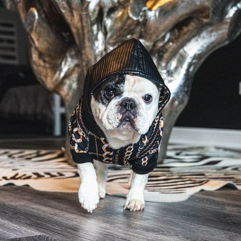 Manny The Frenchieのインスタグラム：「Trying on outfit options to wear to the living room on Thanksgiving. 🦃🤣 #alldressedupandnowheretogo @frenchie_bulldog」