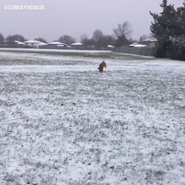 DogsOf Instagramのインスタグラム：「“From doggodile to polardog ☃️ What would you rate his front flip?” writes @starskythegoldie  #dogsofinstagram」