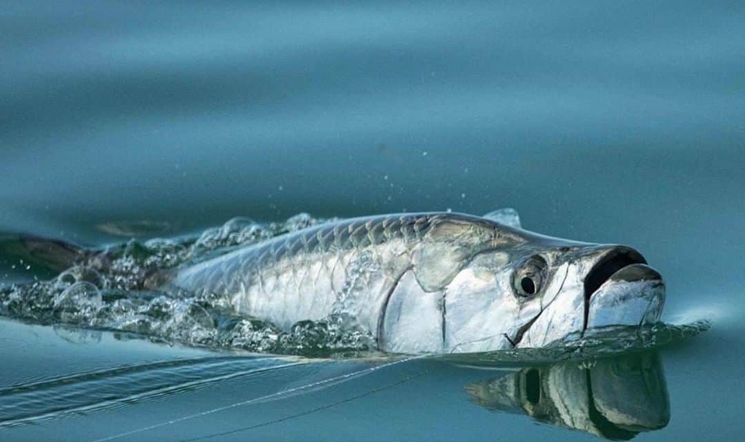 Costa Sunglassesのインスタグラム：「Surface silver. 📷: @captnicklabadie #SeeWhatsOutThere」