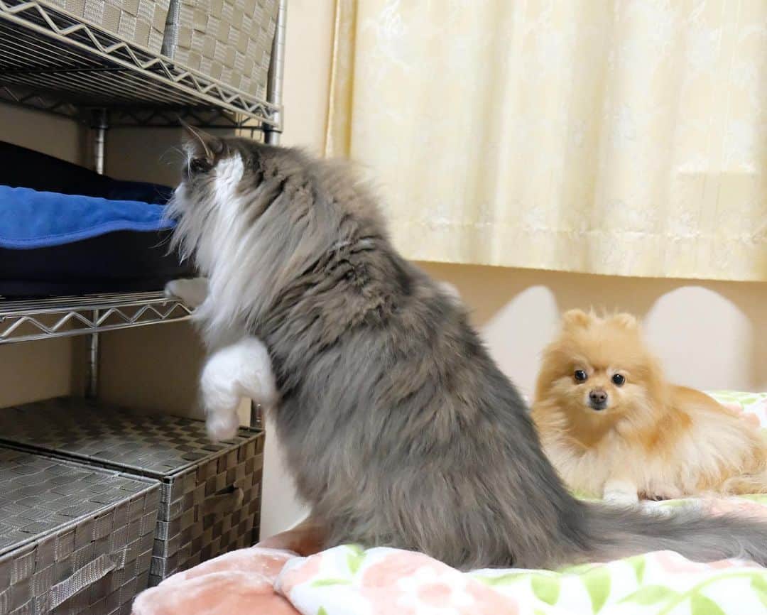 Hanaさんのインスタグラム写真 - (HanaInstagram)「ブログ更新しました♪ プロフィールから飛べます🚀 http://kedamakyoudai.blog.jp/ * むちゃのん😻の為に作った ベッドスペース🛌 * 猫&犬ファーストな部屋 * * #NorwegianForestCat#Pomeranian#japan#catlover#doglover#dogs#cat#Kawaii#fluffy#pom#fluffydog#catsofinstagram#dogsofinstagram#fluffycat#ノルウェージャンフォレストキャット#ポメラニアン#pecoいぬ部#ペコねこ部#犬と猫のいる暮らし#かわいい#cute#cutecat#cutedog#funny#funnydog#funnycat#いぬのきもち#ねこのきもち#漫画#comics」11月24日 13時12分 - mofu2family