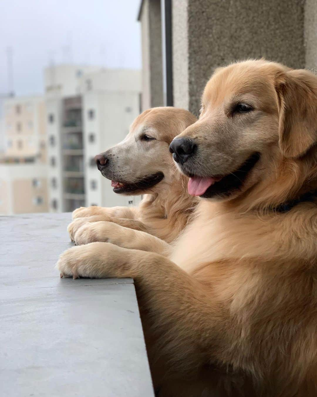 Bobさんのインスタグラム写真 - (BobInstagram)「Depois de um dia cheio de compromissos nada como um bom lugar pra descansar. No @trypjesuinoarruda você e seu humano podem se hospedar juntos 🐾👏 #Petfriendly . Por mais hotéis assim no Brasil e no mundo 🙏 . . . #pets #photooftheday #petsofinstagram #instagrammers #instagram #instadaily #vejasp #goldenretriever #goldenretrievers #goldenretrieversofinstagram #dogs #dogstyle #dogoftheday #dogsofinstagram #saopaulo #gudfriends #hotelpetfriendly #hotelpetfriendlysp #saopaulo #sampa #sp #hotelariabrasil #hotelaria #turismo」11月24日 7時43分 - bob_marley_goldenretriever