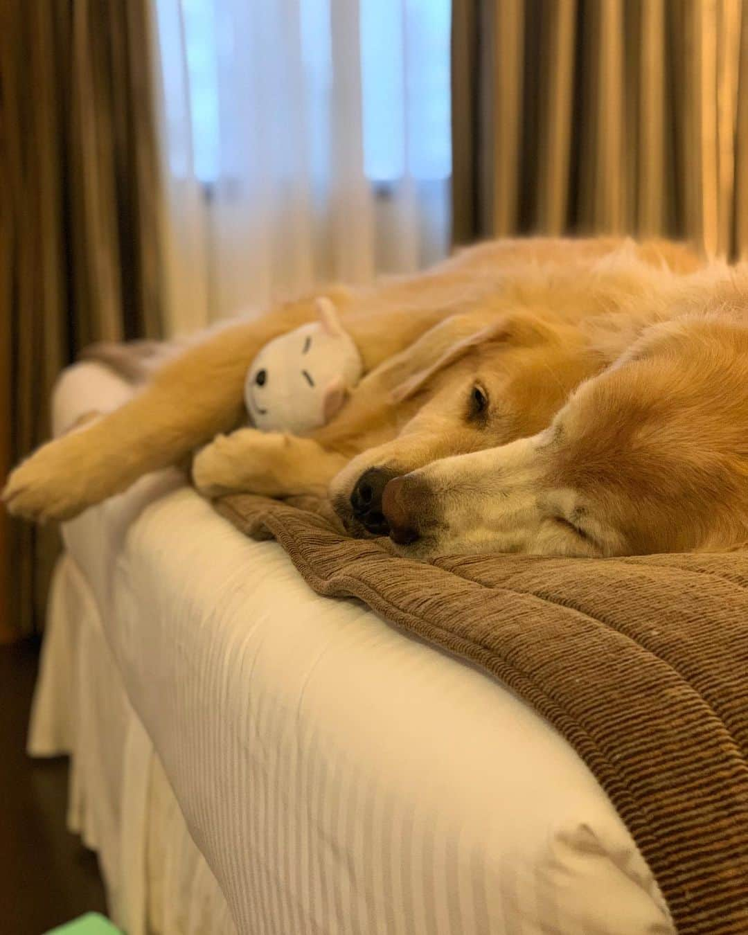 Bobさんのインスタグラム写真 - (BobInstagram)「Depois de um dia cheio de compromissos nada como um bom lugar pra descansar. No @trypjesuinoarruda você e seu humano podem se hospedar juntos 🐾👏 #Petfriendly . Por mais hotéis assim no Brasil e no mundo 🙏 . . . #pets #photooftheday #petsofinstagram #instagrammers #instagram #instadaily #vejasp #goldenretriever #goldenretrievers #goldenretrieversofinstagram #dogs #dogstyle #dogoftheday #dogsofinstagram #saopaulo #gudfriends #hotelpetfriendly #hotelpetfriendlysp #saopaulo #sampa #sp #hotelariabrasil #hotelaria #turismo」11月24日 7時43分 - bob_marley_goldenretriever