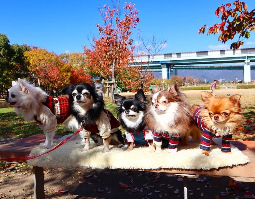 kayoのインスタグラム：「* * みんなでお散歩🐶🐾🍁🍂 * * 全然こっち向いてくれない みーちゃん😂 * * Mikan💗Lemon💗Melon💗Lychee💗kulio * * #家族写真 #chihuahua#chihuahualove#dogstgram#dog#instadog#チワワ#チワワ大好き * *」
