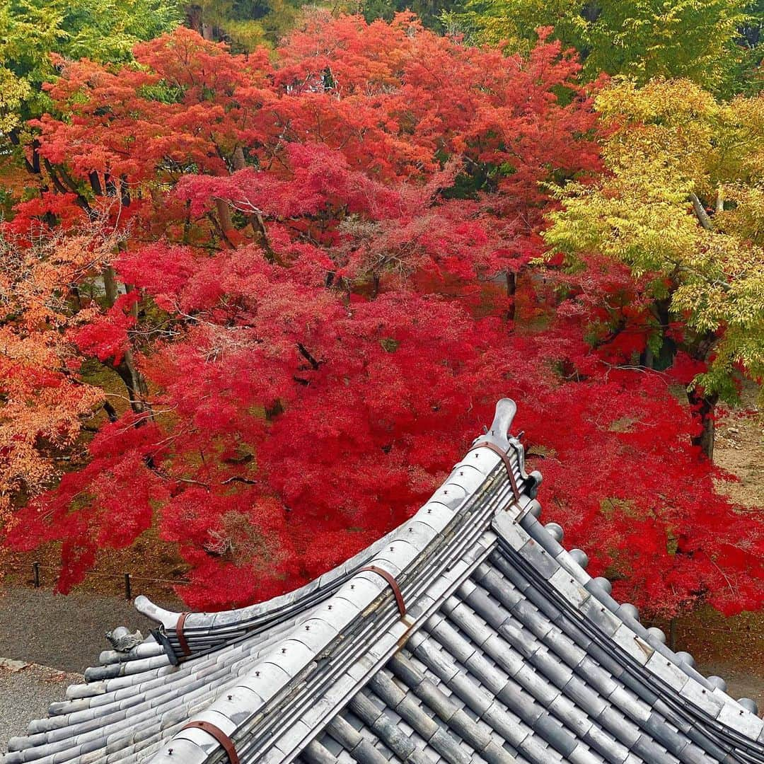 アンミカさんのインスタグラム写真 - (アンミカInstagram)「初めて南禅寺の山門にあがりましたよ🍁 。 上から見下ろす京都の紅葉も格別で、より太陽の光を受けて、色が移ろいゆく様が目に入りやすい🍁 、 500年も、同じ景色を見続けてきた、この山門の歴史に想いを馳せながら、ゆったりと360度それぞれの景色を楽しみました。 。 #紅葉狩りがしばらく続きますが一緒に紅葉楽しみましょう🍁 #南禅寺も来週くらいがさらに燃えるように色づき美しいようです。 #個人的にはグラデーション紅葉が好き🍁 #次は毎年訪れるあの店にお食事へ。 @theodoremillertokyo #紅葉狩り #京都　#南禅寺　#夫婦旅」11月24日 8時05分 - ahnmikaofficial