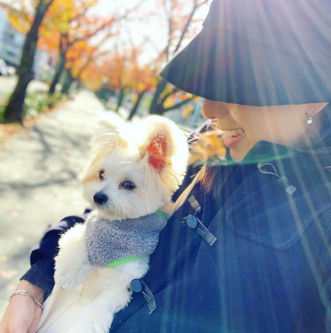 チャン・リーメイさんのインスタグラム写真 - (チャン・リーメイInstagram)「秋散歩🍁✨ ✴︎ ボクは途中からだっこ🤗 ✴︎ さあ、帰っておうちでコーヒー飲もう☕️ ✴︎ #秋のお散歩 #愛犬とおでかけ #途中からだっこ #pomeranianmix #dogslover #保護犬を家族に」11月24日 8時47分 - limeichiang