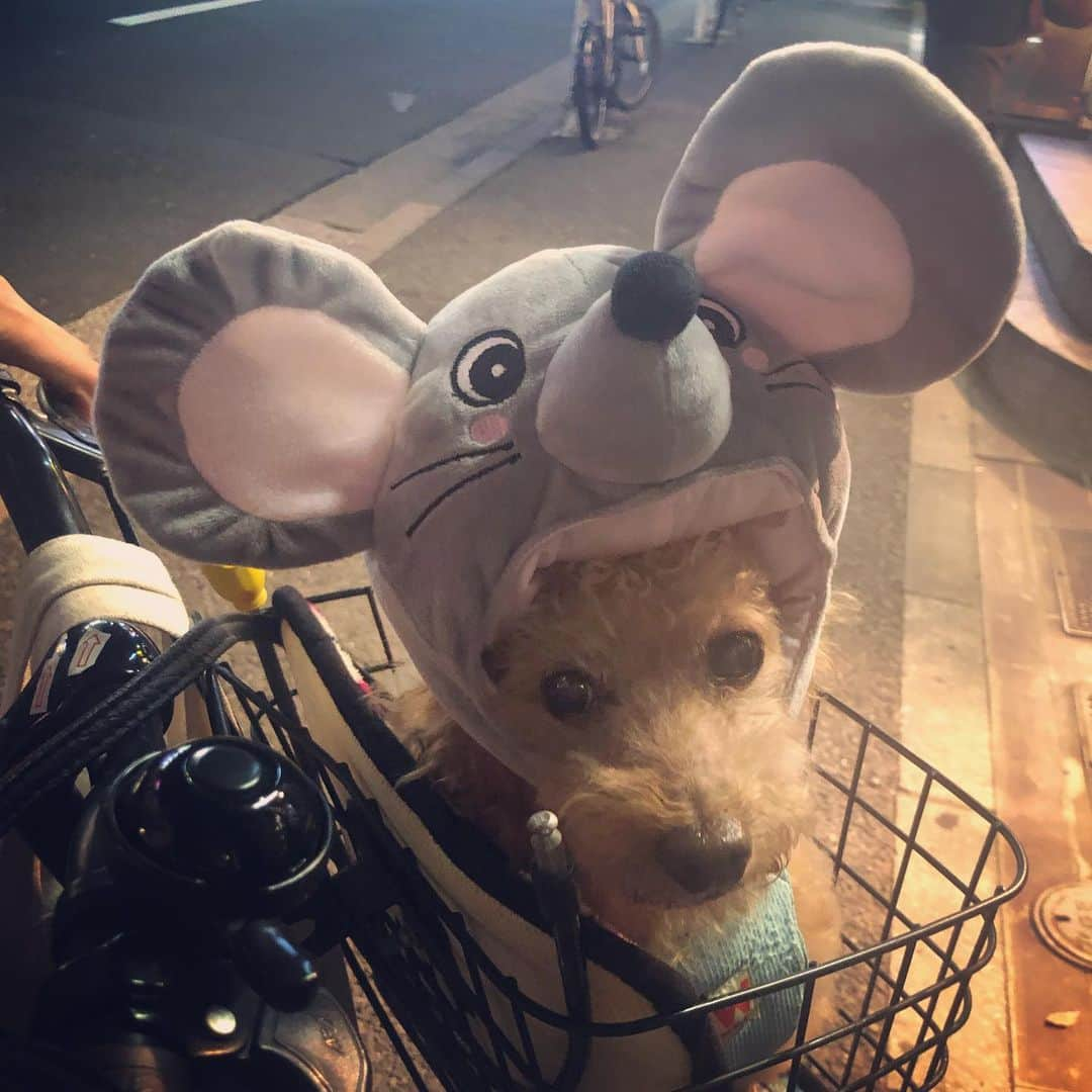 DJ JUICYさんのインスタグラム写真 - (DJ JUICYInstagram)「昔からスカジャン好き🙋🏻‍♀️❤️ DIESELのスカジャン😌✨ 🐭ジューピー🐶💙 #ジューシー散歩 #来年子年 #ネズミ#トイプードル#13歳#ショッピング#juicy#fashion  #diesel#newera#cap#jordan#nike」11月24日 9時08分 - dj_juicy0912