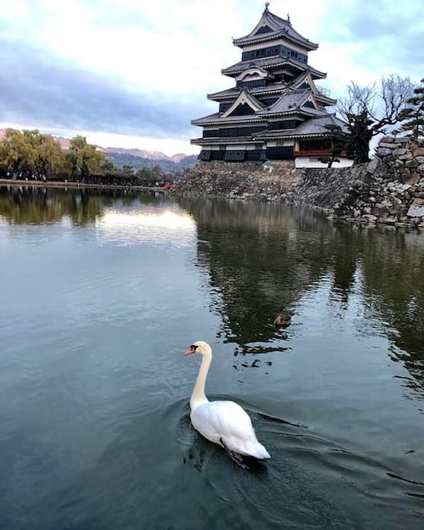 千葉ロッテマリーンズさんのインスタグラム写真 - (千葉ロッテマリーンズInstagram)「国宝#松本城 🏯🦢 #千葉ロッテマリーンズ #chibalotte」11月24日 9時19分 - chibalotte