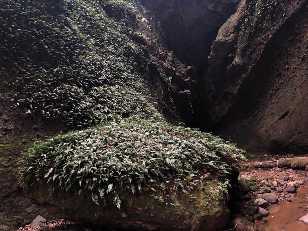 高見奈央さんのインスタグラム写真 - (高見奈央Instagram)「. . #伊尾木洞 に行ってきました🌞 . シダが大きな岩から生えてるのが力強い感じがしてパシャり📸 . 神秘的な場所でした😌 . #リョーマの休日 #高知でパワーチャージ #PR」11月24日 9時38分 - nao_takami1128