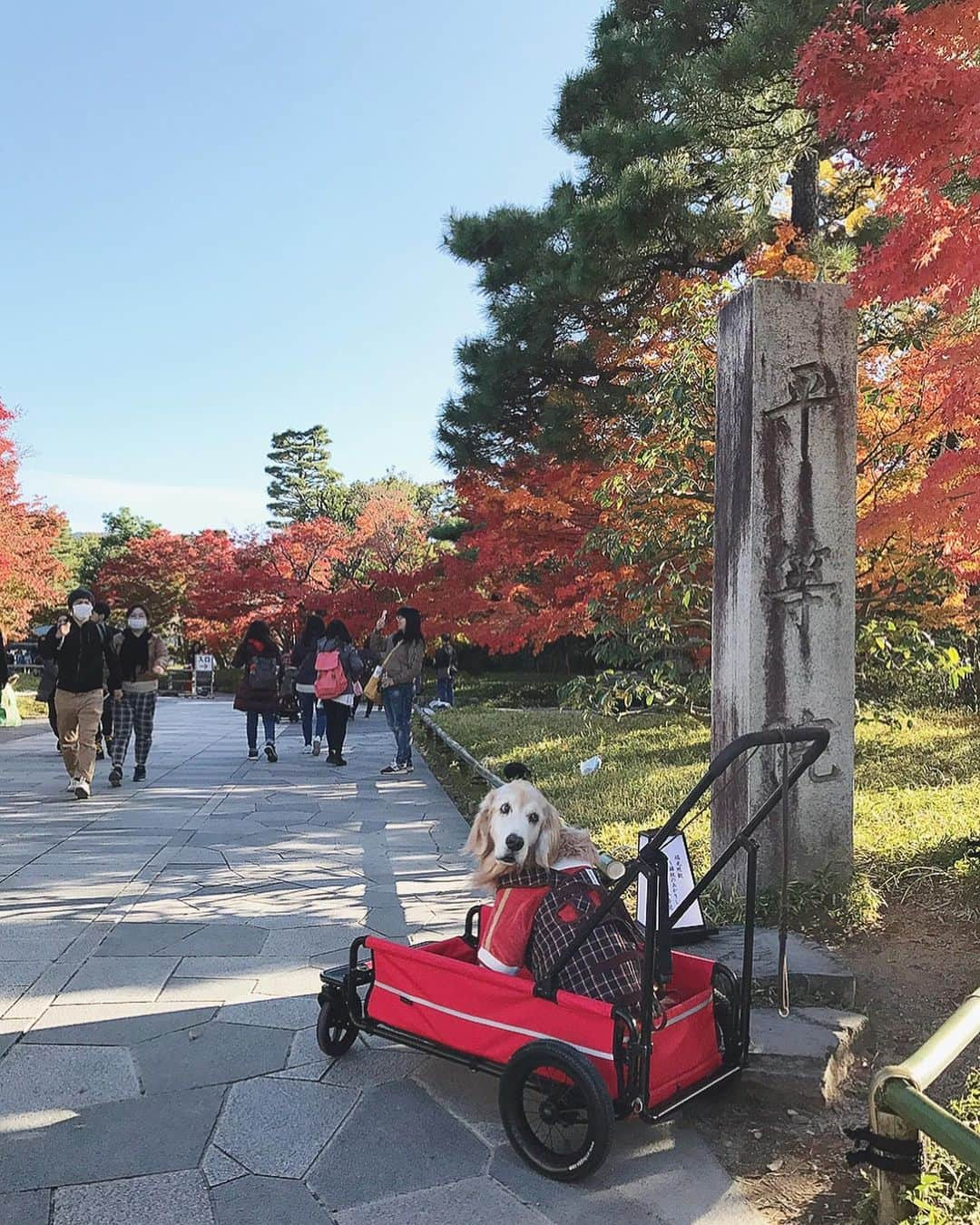 kei515yuさんのインスタグラム写真 - (kei515yuInstagram)「平等院⛩の写真の続きです。 終始ご機嫌さんでした😊 鼓  #dogsofinstagram #ゴールデンレトリバー #ilovegolden_retrievers #retrieversgram #insta_animal #dog_ofinstagram #gloriousgoldens #retriever #goldenretriever #犬バカ部 #igdog #gryuuko #repost_ezyjp #retrieveroftheday #weeklyfluff #thedailygolden  #excellent_dogs #pecoいぬ部 #てんかん持ちワンコ #前庭疾患回復期 #高齢犬14歳 #高齢犬 #seniordogs #seniordogsofinstagram」11月24日 9時57分 - kei515yu