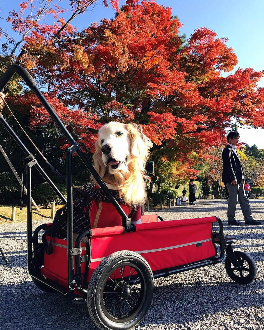 kei515yuさんのインスタグラム写真 - (kei515yuInstagram)「平等院⛩の写真の続きです。 終始ご機嫌さんでした😊 鼓  #dogsofinstagram #ゴールデンレトリバー #ilovegolden_retrievers #retrieversgram #insta_animal #dog_ofinstagram #gloriousgoldens #retriever #goldenretriever #犬バカ部 #igdog #gryuuko #repost_ezyjp #retrieveroftheday #weeklyfluff #thedailygolden  #excellent_dogs #pecoいぬ部 #てんかん持ちワンコ #前庭疾患回復期 #高齢犬14歳 #高齢犬 #seniordogs #seniordogsofinstagram」11月24日 9時57分 - kei515yu