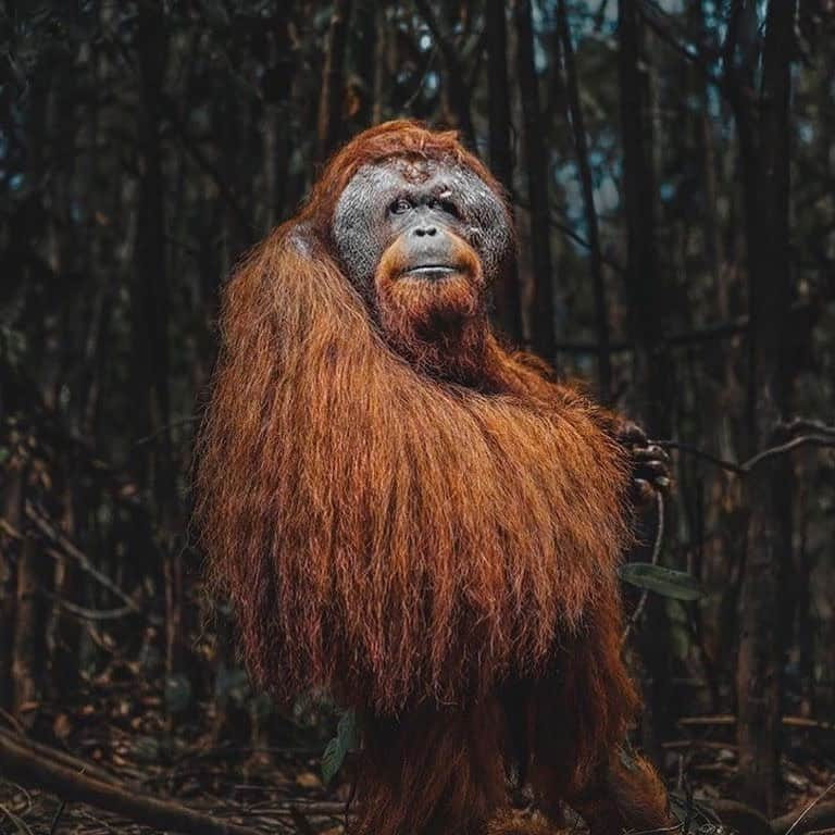 OFI Australiaさんのインスタグラム写真 - (OFI AustraliaInstagram)「Beautiful boy 🧡 ____________________________________ 🐒 OFIA Founder: Kobe Steele 💌 kobe@ofiaustralia.com | OFIA Patron and Ambassador: @drbirute @orangutanfoundationintl |  www.orangutanfoundation.org.au 🐒  #orangutan #orphan #rescue #rehabilitate #release #BornToBeWild #Borneo #Indonesia #CampLeakey #orangutans #savetheorangutans #sayNOtopalmoil #palmoil #deforestation #destruction #rainforest #instagood #photooftheday #environment #nature #instanature #endangeredspecies #criticallyendangered #wildlife #orangutanfoundationintl #ofi #drbirute #ofi_australia #ofia #FosterAnOrangutanToday」11月24日 10時00分 - ofi_australia