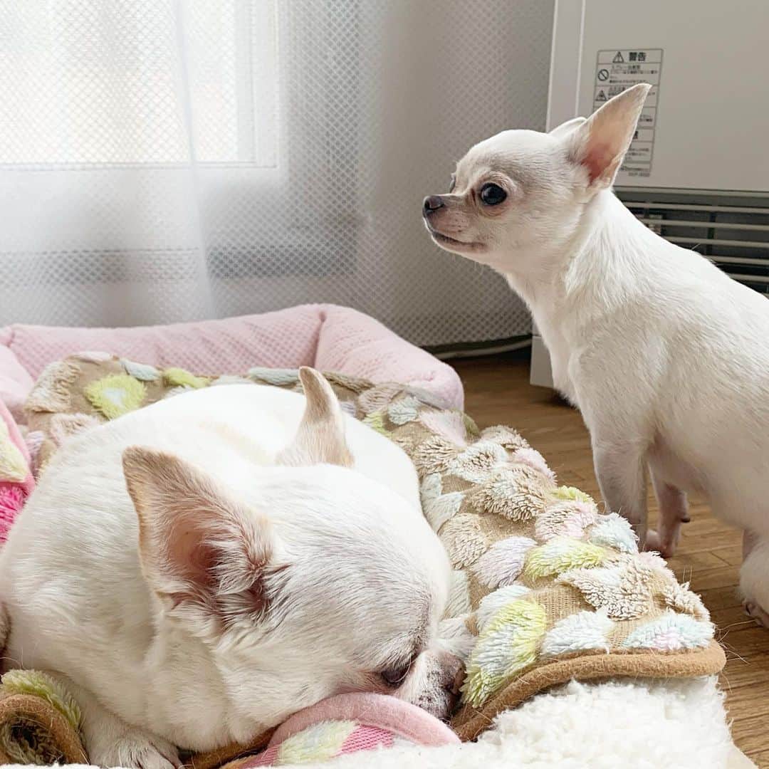 KORIKIのインスタグラム：「#定位置 #dogofsapporo #dog, #dogs, #dogstagram,#chihuahua,#犬バカ部,#チワワ,#koriki, #hanadog #白スムチ連合会, #スムチー,  #dogofthedayjp, #dogoftheday  #ilovemydog #instadog #instapet #WhiteChihuahua  #吉娃娃 #치와와  #dogsofinstagram #Chihuahualover  #ชิวาวา #チワワの輪 #barkbox #WhiteChihuahuaParty #もふもふモフモフ」