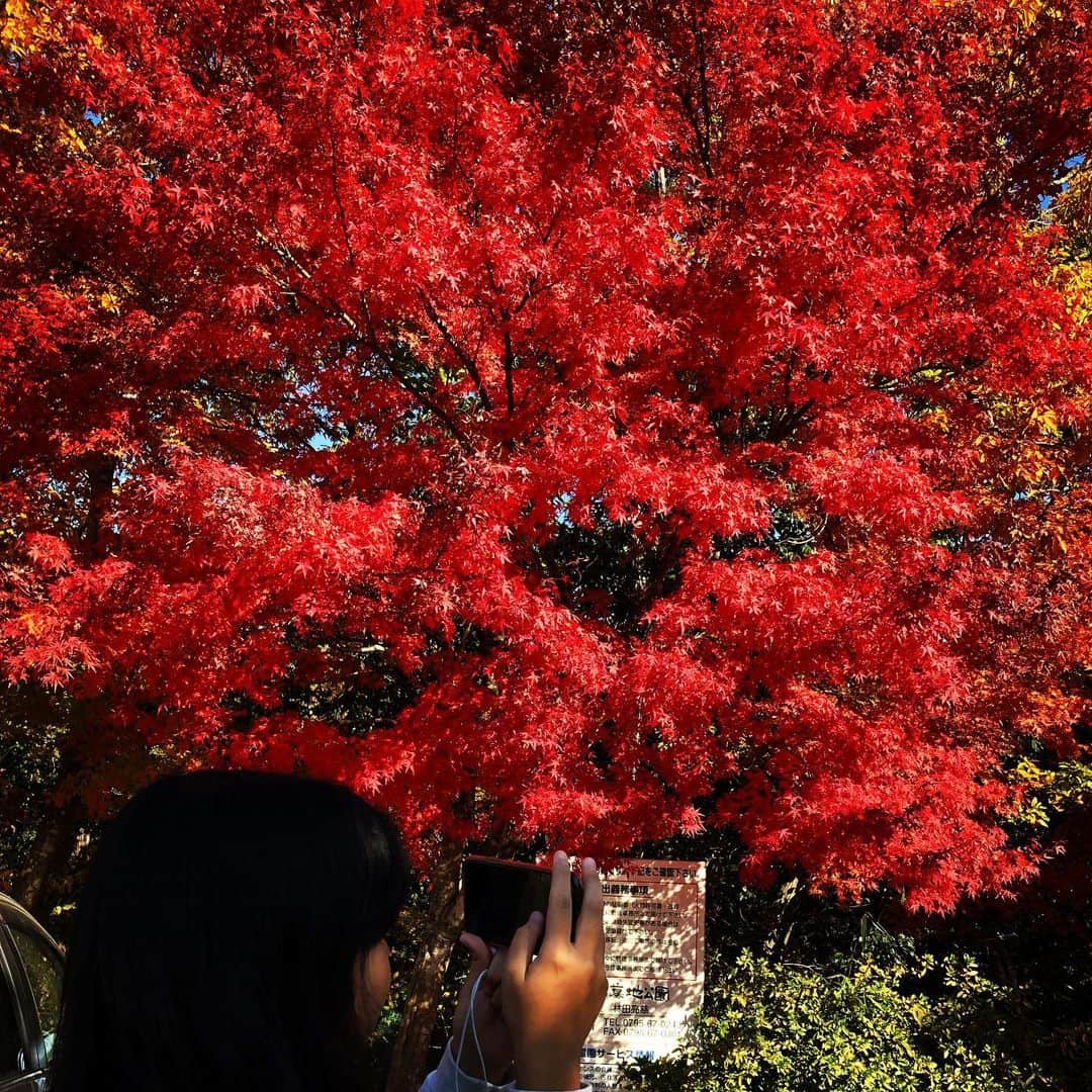 オカノアキラのインスタグラム：「燃える様な紅葉と娘🍁 #娘好きすぎるパパ #紅葉 #有馬富士公園 #暑い #11月後半なのに #てんとう虫 がいっぱいおった#快晴」