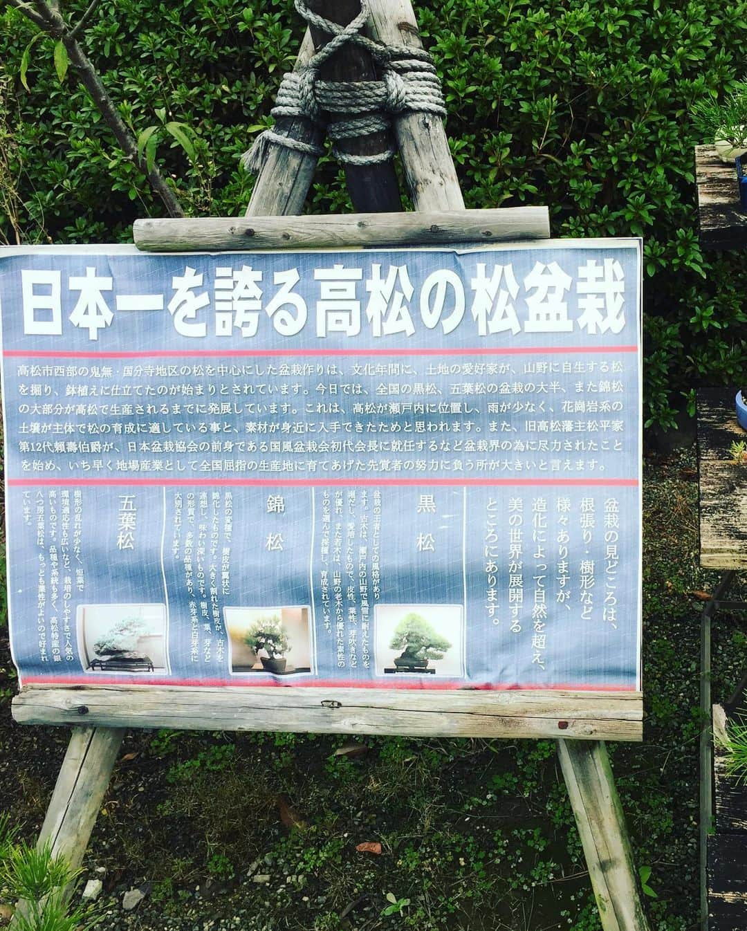 Man With A Missionさんのインスタグラム写真 - (Man With A MissionInstagram)「Hanging around Takamatsu.  高松ブラブラ  #takamatsu #kagawa #tamamopark #bonsai」11月24日 11時28分 - mwamofficial