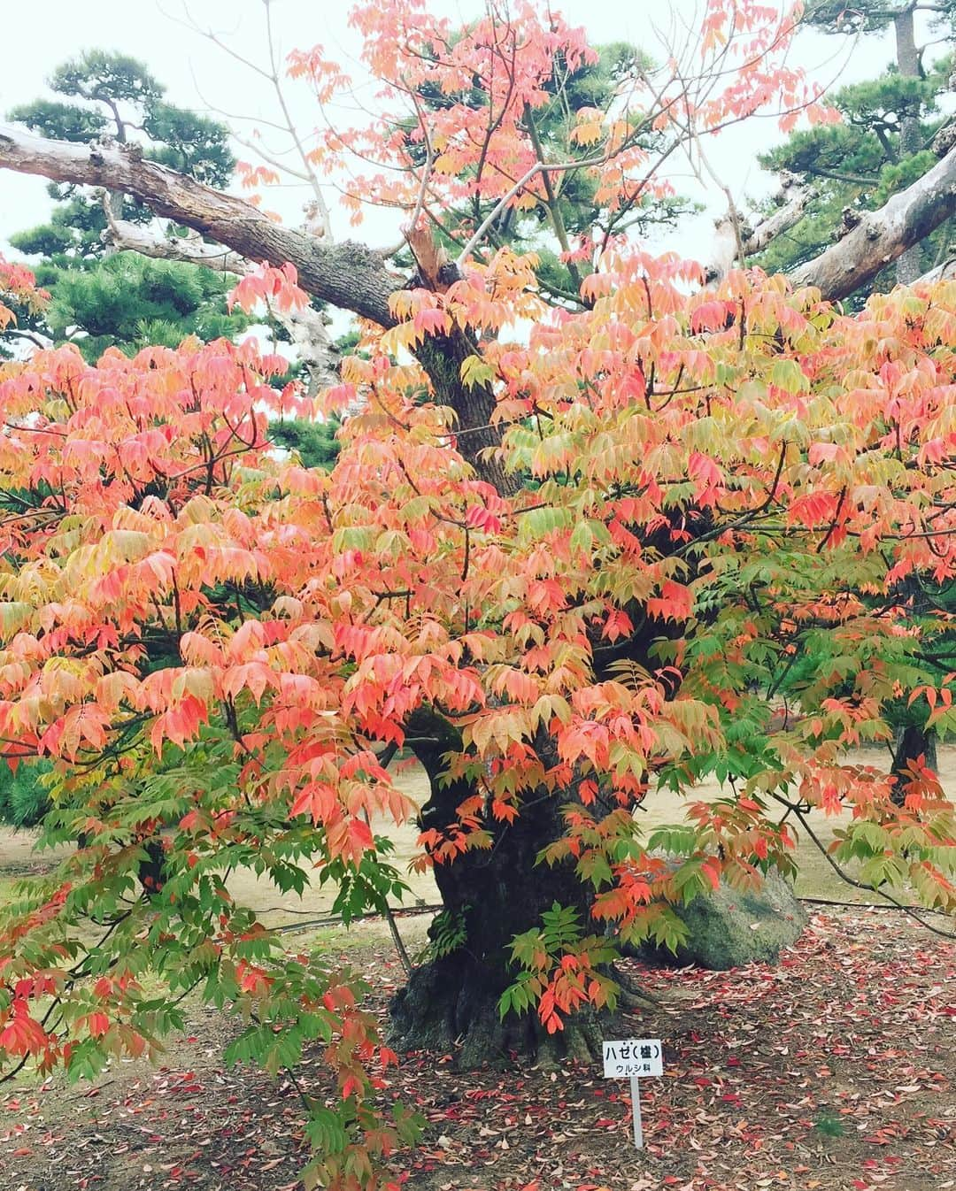 Man With A Missionさんのインスタグラム写真 - (Man With A MissionInstagram)「Hanging around Takamatsu.  高松ブラブラ  #takamatsu #kagawa #tamamopark #bonsai」11月24日 11時28分 - mwamofficial