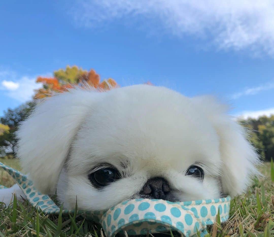 こなつのインスタグラム：「まったりにーず(•ө•)♡(•ө•)♡」